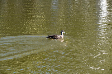 Pacific Black Duck (Anas superciliosa)