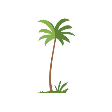 Coconut palm tree illustration, foliage vector image