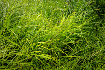 Natural background of green grass, top view. A field of grass. A place for design.