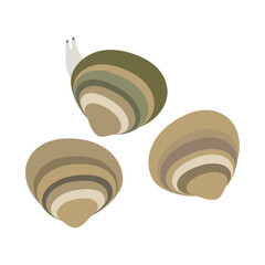 マシジミ。フラットなベクターイラスト。
Asian clam. Flat designed vector illustration.