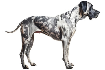 Great Dane, dog, realistic illustration, side view, transparent background, generative ai
