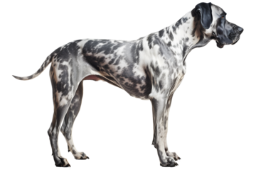 Great Dane, dog, realistic illustration, side view, transparent background, generative ai