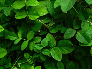 bright green leaf background on black background