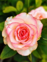 pink rose in garden