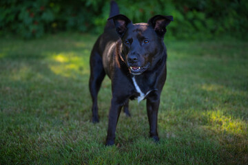 Fototapeta premium 2023-07-13 A BLACK BLUE HEELER LABRADOR MIX WITH NICE EYES AND A WHITE STRIPE ON HIS CHEST AND A GREEN BACKGROUND IN STANWOOD WASHINGTON