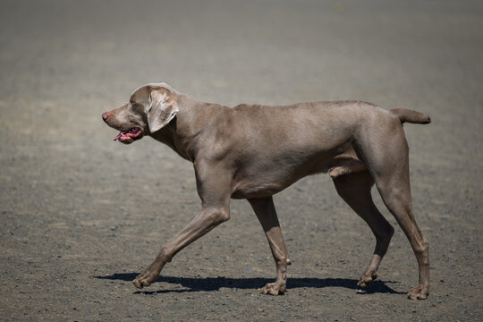2023-05-08 PROFILE SHOT OF A GRAY WEIMARANER WALKING THROUGH A OFF LEASH DOG AREA IN THE CITY OF SEATTLE - Powered by Adobe