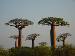 Gordijnen The family of Baobab trees illuminated by the setting sun in Morondava (Madagascar) © marimos