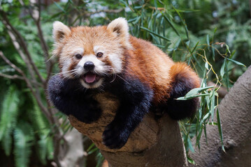 木の上のレッサーパンダ