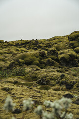 The green mossy lava fields in Iceland