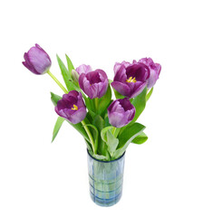 Colorful tulip flowers  isolated on white 