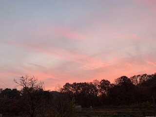 sunset in the forest