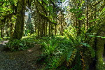 Fern and the mossy trees in the rainforest. Olympic National Park, Washington