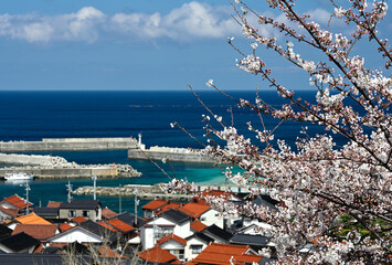 御津の桜