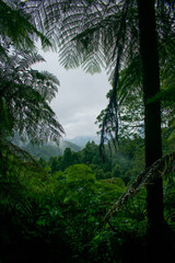 Fototapeta premium Magical Blue Mountains, located near Sydney in Australia. This beautiful national park Is part of the UNESCO world heritage.