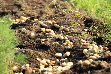 Harvesting potatoes in the field.