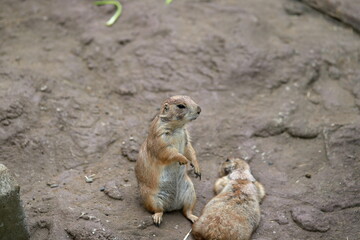 Prairie dogs (genus Cynomys) are herbivorous burrowing mammals native to the grasslands of North America.