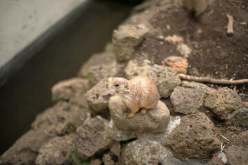 Prairie dogs (genus Cynomys) are herbivorous burrowing mammals native to the grasslands of North America.