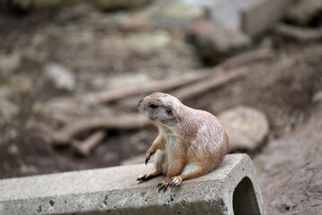 Prairie dogs (genus Cynomys) are herbivorous burrowing mammals native to the grasslands of North America.
