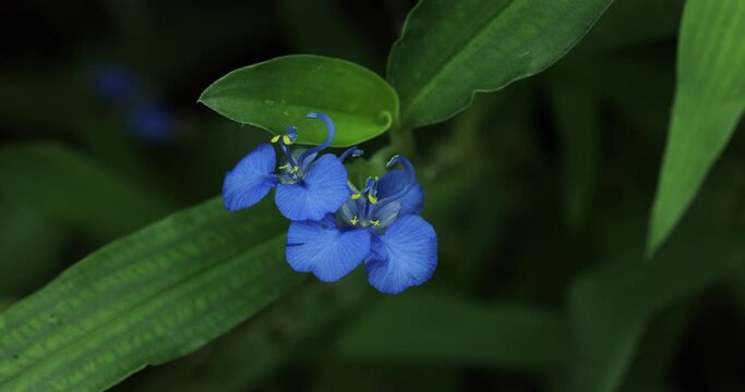 Commelina diffusa plant closeup. Blue flower.