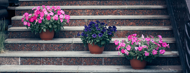 Fototapeta na wymiar A close-up view of flowers in garden pots at eye level. Standing on the stairs, three pieces of different colors with space to copy. High quality photo