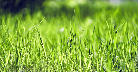 Background of green fresh grass with bokeh effect, selective focus, small size with space to copy. High quality web banner.