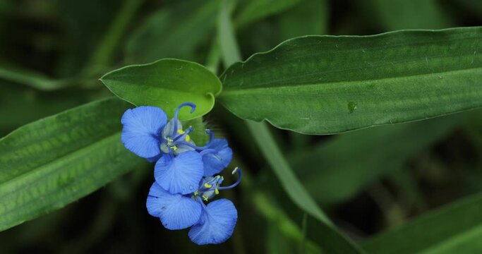 Commelina diffusa plant closeup. Blue flower.