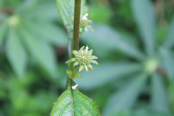 Hyptis lanceolata plant blur background