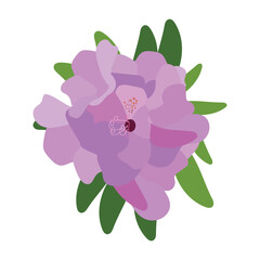 Botanical purple flower with green leaves isolated. Stock vector illustration
