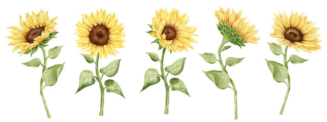 Watercolor sunflower hand painted illustration set. Yellow flower, bud, leaf. Classic floral botanical illustration.