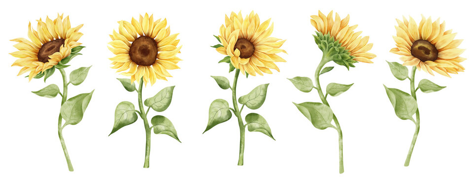 Watercolor sunflower hand painted illustration set. Yellow flower, bud, leaf. Classic floral botanical illustration.