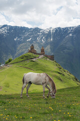 Fototapeta na wymiar White horse grazing grass, with antique church and mountains landscaped view, in Georgia