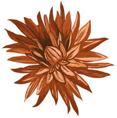 Autumn orange dahlia digitally painted illustration