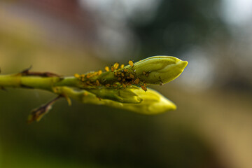 caterpillar on leaf