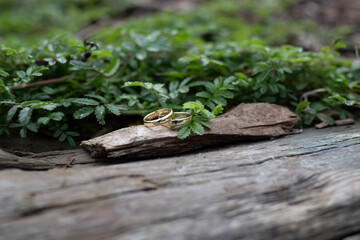 green lizard on a stone