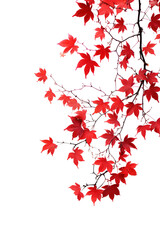 maple branches isolated a frame border