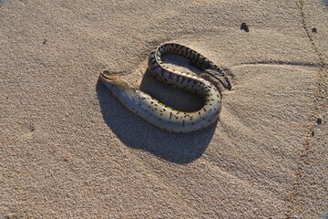 Fototapeta na wymiar A sea snake washed up on the beach.