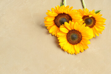 Beautiful sunflowers on brown background
