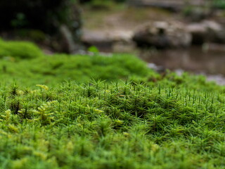 敷き詰められた緑色の苔のアップ
