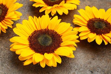 Beautiful sunflowers on grunge grey background