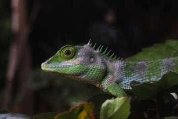 Fototapeta premium Sri Lankan Chameleon
