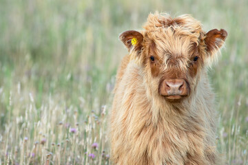Scandinavia Scottish Highland Cattle baby animal looking on the photographer