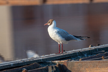 Close up of Black-headed gull (Chroicocephalus ridibundus)