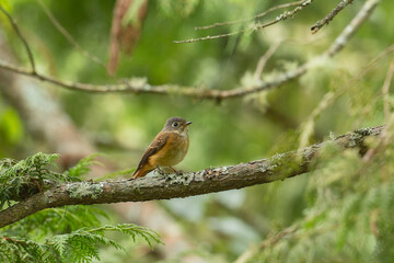 Ferruginous flycatcher