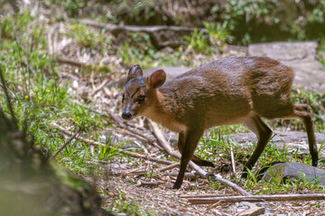 Reeves's muntjac