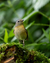 Fototapeta premium Snowy-browed Flycatcher