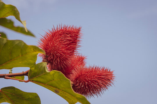 Close up of the red fruits of an achiote tree
