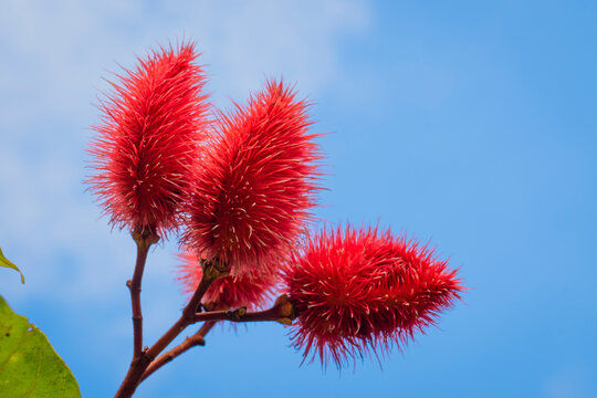 Close up of the red fruits of an achiote tree