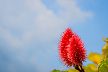 Annatto tree in the forest
