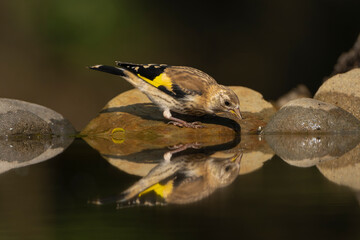 European goldfinch or simply the goldfinch juvenile - Carduelis carduelis drinking water on stone...