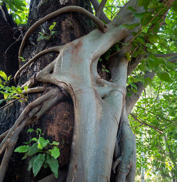Strangler Fig Tree. This tree wraps around and grows up a host tree, eventually engulfing and killing the host. Uttarakhand India.